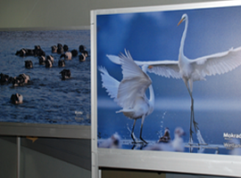 Wystawa zdjęć przyrodniczych w Urzędzie Miasta