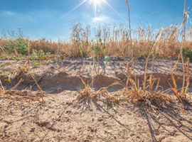 OGŁOSZENIE w sprawie szkód w rolnictwie w wyniku niekorzystnego zjawiska atmosferycznego – suszy