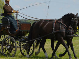 Niedziela z hippiką w Jagodnem