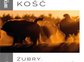 Żubry, światło i cień