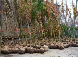 Nowe nasadzenia w Siedlcach