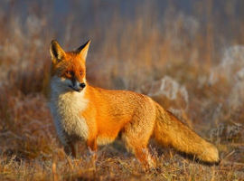 Wiosenne szczepienie lisów na Mazowszu
