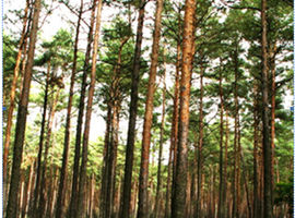 Wielkoobszarowa Inwentaryzacja Stanu Lasu