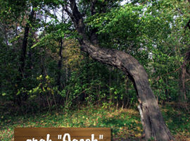 Siedleckie Dni Drzewa 2014