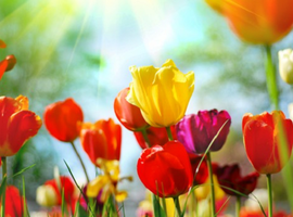 Światowy Dzień Zdrowia