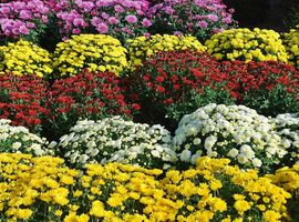 Pomoc dla producentów i sprzedawców chryzantem