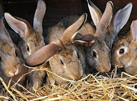 Targowa ma zgodę weterynarzy