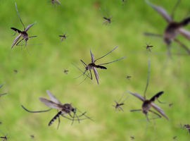 W czwartek odkomarzanie nad Zalewem