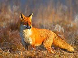 Mazowsze: wiosenne szczepienie lisów