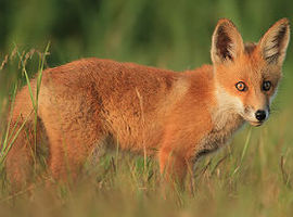 Jesienne szczepienie lisów na Mazowszu