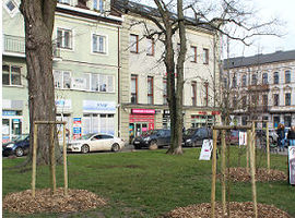 Szumią wokół drzewa