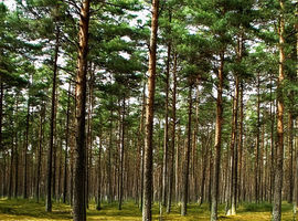 Wielkoobszarowa Inwentaryzacja Stanu Lasu