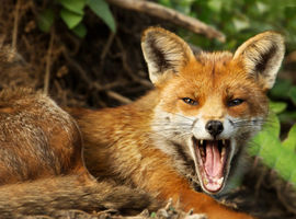 Kolejne przypadki wścieklizny u lisów wolno żyjących na terenie województwa mazowieckiego